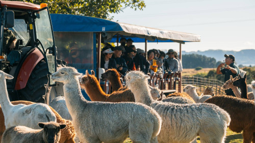 Agrodome and National Kiwi Hatchery: Two experiences in one location