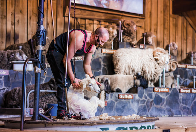 The image shows a shearer on stage, wearing a black tank top and headset microphone, shearing a sheep during a live demonstration. Behind the shearer is a display of various sheep breeds, each labeled with names such as Suffolk, Romney, and Drysdale, sugg