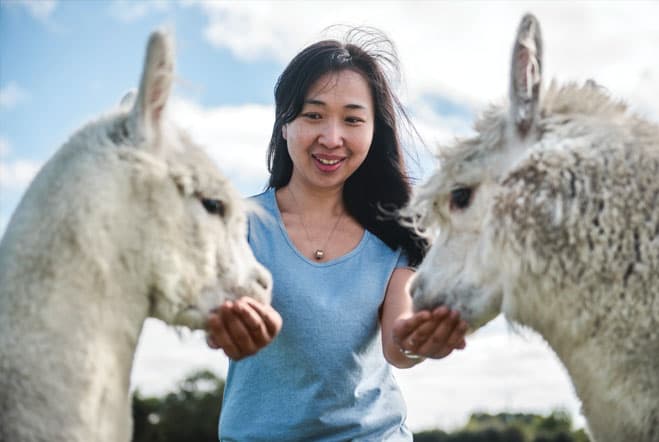 The image shows a woman smiling as she feeds two alpacas, one on each side of her. She holds her hands out with food, and both alpacas lean in to eat, their soft white fur creating a gentle and calm atmosphere. The woman, wearing a light blue top, looks a