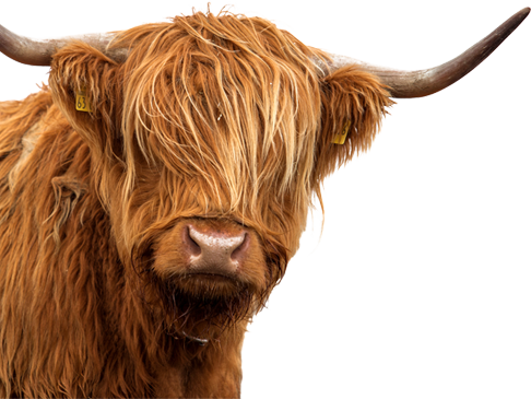 cow v2