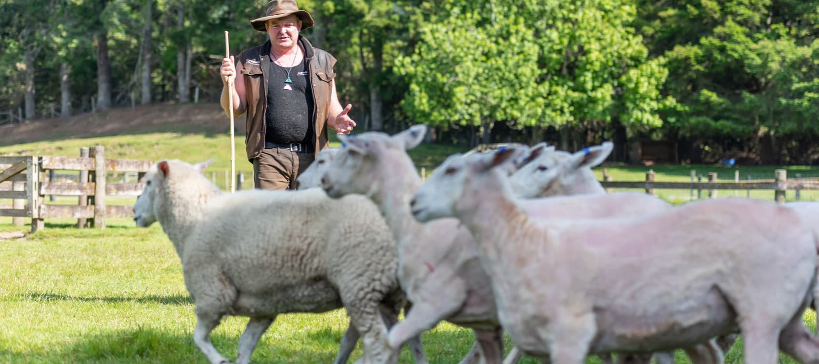 The image shows a farmer, dressed in a brown vest and hat, standing in a green pasture while guiding a small flock of sheep. The man holds a long stick in one hand, appearing to communicate or gesture toward the sheep as they walk in the foreground. The s