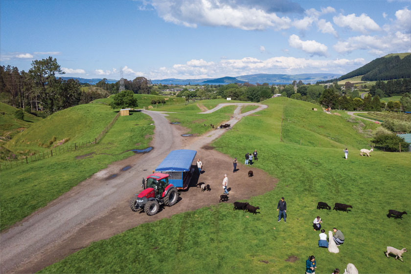 rotorua farm tour