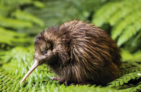 kiwi bird