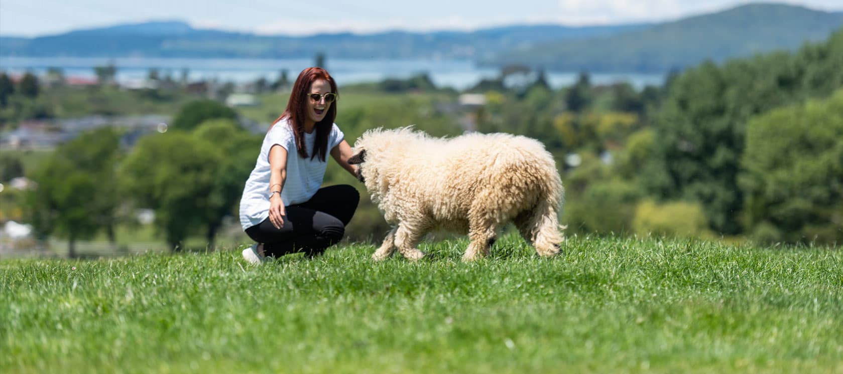 meet a sheep