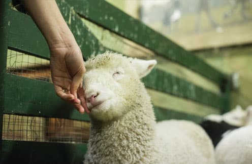 nursery lamb