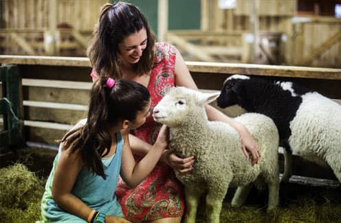 nursery meet our lambs