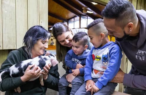 nursery pigs