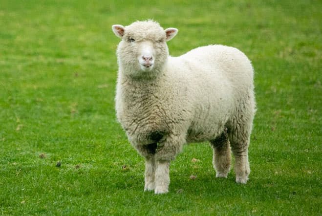 our sheep
