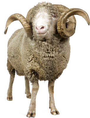 sheep